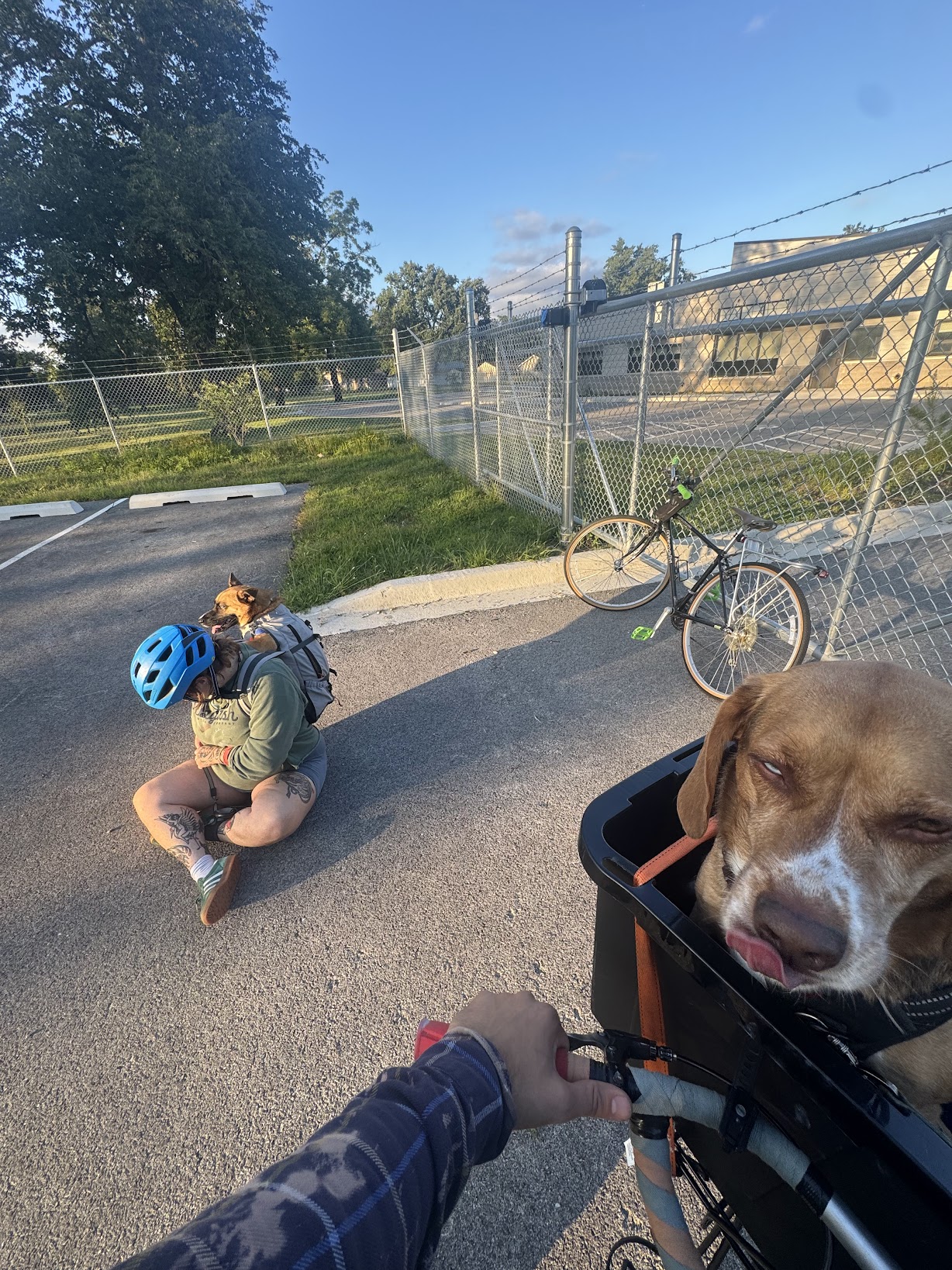 A dog riding in a cargo bike basket while Taylor crouches nearby with another dog climbing on her back