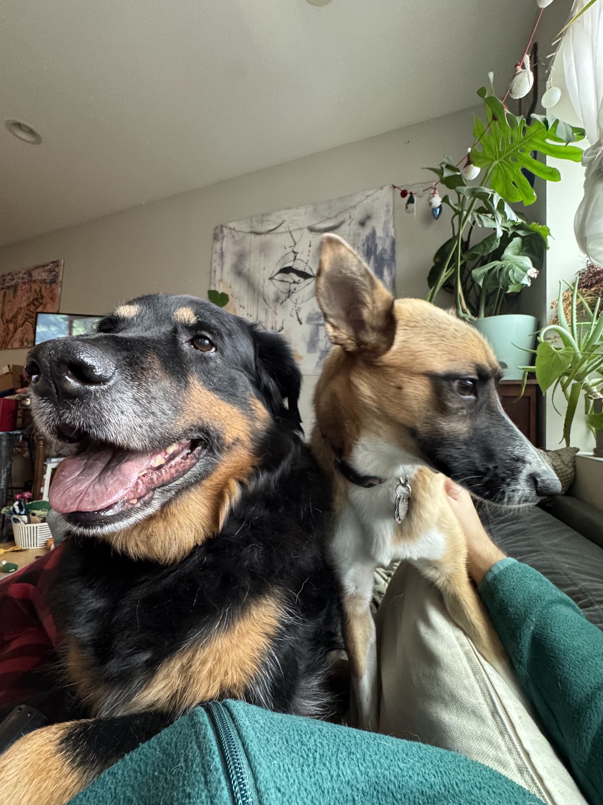 Pando and Gobi cuddled together on a couch, surrounded by plants and artwork